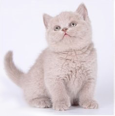 Фавн британский котенок